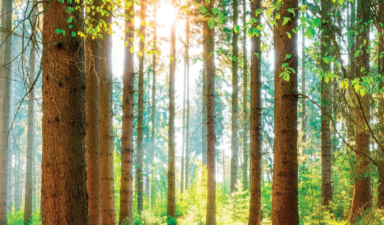 Biomassa legnosa: calore e ambiente